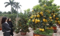 Bưởi vàng xuống phố, báo hiệu mùa Tết đã rất gần