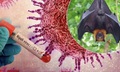 Lâm Đồng chủ động phòng, chống dịch bệnh do virus Nipah trong dịp Tết Bính Ngọ 2026