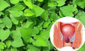 4 loại thảo mộc hỗ trợ cải thiện triệu chứng trĩ hiệu quả