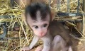 Sự hồi sinh của chú khỉ con có mẹ bị bắn chết khi nó mới 1 tháng tuổi