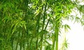 13 bài thuốc chữa bệnh từ cây tre