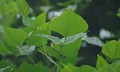 Bài thuốc chữa bệnh từ lá vông nem