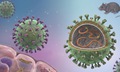 Cảnh giác nguy cơ nhiễm virus Hanta từ thực phẩm bị chuột xâm nhập
