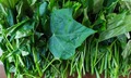 Cây rau mì chính có tác dụng gì?