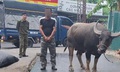 Bắt thanh niên dắt trộm 1 con trâu ba con nghé lên xe tải để trộm cắp
