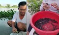 Phóng sinh qua livestream đang tiếp tay cho buôn bán động vật hoang dã