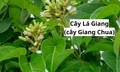 Món ăn - bài thuốc hỗ trợ chữa bệnh từ cây lá giang