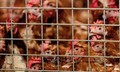 Bài học từ cuộc chiến 30 năm chống cúm gia cầm H5N1 ở châu Á