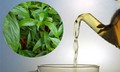 Cây xương khỉ: Cách sử dụng và lưu ý khi dùng