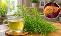 Người bị gan nhiễm mỡ uống nước lá đinh lăng có tốt không?