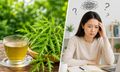 Nước lá đinh lăng có giúp cải thiện trí nhớ?