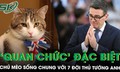 ‘Quan chức’ đặc biệt nhất nước Anh: Chú mèo 19 tuổi vẫn ở lại sau khi Thủ tướng thứ 7 lên nắm quyền