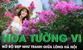 Con đường hoa tường vi đẹp như tranh giữa Hà Nội vào mùa nở rộ, ai đi qua cũng phải ngoái nhìn