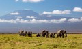 Kenya mở điều tra khẩn việc 15 con voi rừng chết 'bất đắc kỳ tử'