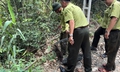 Nhiều loài động vật hoang dã quý, hiếm ở Khánh Hòa được thả về rừng tự nhiên