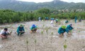 Người dân chung tay hồi sinh rừng ngập mặn ở Khánh Hòa