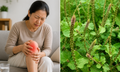 Cách dùng cỏ xước chữa đau nhức xương khớp