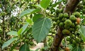 Lá sung nấu nước uống có tác dụng gì?