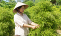 Khi nào nên thu hái lá đinh lăng để giữ được nhiều dược chất nhất?