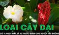 Cây dại ven suối có vị ngọt mát, là vị thuốc quen thuộc cho người tiểu đường 