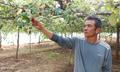 Nhiều người dân phản ánh nguồn nước hồ Sông Biêu có màu xám đục, ảnh hưởng cây trồng, vật nuôi