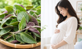5 nhóm người cần thận trọng khi ăn lá mơ lông