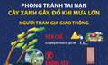 Phòng tránh tai nạn cây xanh gãy, đổ khi mưa lớn