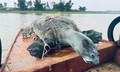 Rùa Hoàn Kiếm đã biến mất ở Việt Nam?
