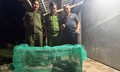 Trăn đất dài 4,5m bò vào nhà dân