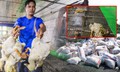 Chủ trang trại bất lực nhìn 60.000 con gia cầm chết la liệt do nước lũ