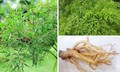 Cây đinh lăng, vị thuốc quý từ rễ đến thân và lá