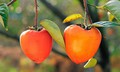 Vì sao ăn hồng giòn có thể gây tắc ruột?