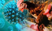 Tiếp x&#250;c với g&#224; chết, b&#233; g&#225;i 8 tuổi nhiễm c&#250;m gia cầm H5N1