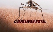 Bệnh Chikungunya từng lưu h&#224;nh ở Việt Nam, TPHCM nguy cơ t&#225;i xuất cao