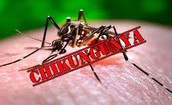 PGS.TS Trần Đắc Phu: Kh&#244;ng chủ quan với bệnh Chikungunya, nhưng cũng kh&#244;ng qu&#225; hoang mang