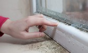 Nấm mốc trong nhà liên quan thế nào đến các triệu chứng hô hấp, dị ứng?