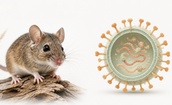 Phòng bệnh do virus Hanta, bác sĩ khuyến cáo gì?