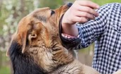 Hơn 100 nghìn người bị chó, mèo, vật nuôi cắn, TPHCM cảnh báo nguy cơ bệnh dại