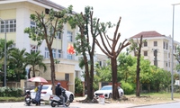 Giữa nắng n&#243;ng đỉnh điểm, h&#224;ng loạt c&#226;y xanh ở TP Huế bị cắt trụi khiến nhiều người bất ngờ