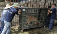 B&#224;n giao 6 con hổ được nu&#244;i nhốt gần 20 năm