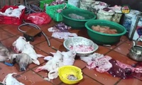 Mua lợn nhiễm dịch tả lợn ch&#226;u Phi đem về mổ, b&#225;n kiếm lời