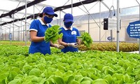 TPHCM hướng tới hợp tác xã kiểu mới, làm ăn hiệu quả