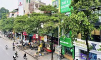 Tại sao Hà Nội trồng nhiều cây hoa sữa?