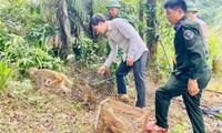 Thả nhiều cá thể động vật hoang dã quý hiếm về rừng