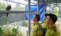 Vườn quốc gia Bạch Mã tiếp nhận nhiều cá thể trĩ sao quý hiếm