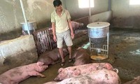 Sét đánh trúng đàn lợn hơn 50 con đang chờ xuất bán, nông dân trắng tay