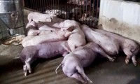 Sét đánh chết cả đàn lợn 50 con ngay trước ngày xuất chuồng