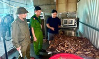 Kiểm tra Mộc Ngư Food, phát hiện hơn 80 kg cá đông lạnh không rõ nguồn gốc