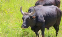 Ngắm đàn bò tót lai vạm vỡ sẵn sàng đón khách du xuân giữa núi rừng Khánh Hòa