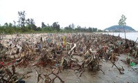 Cây ngập mặn ven biển bị chết hàng loạt ở Nghệ An